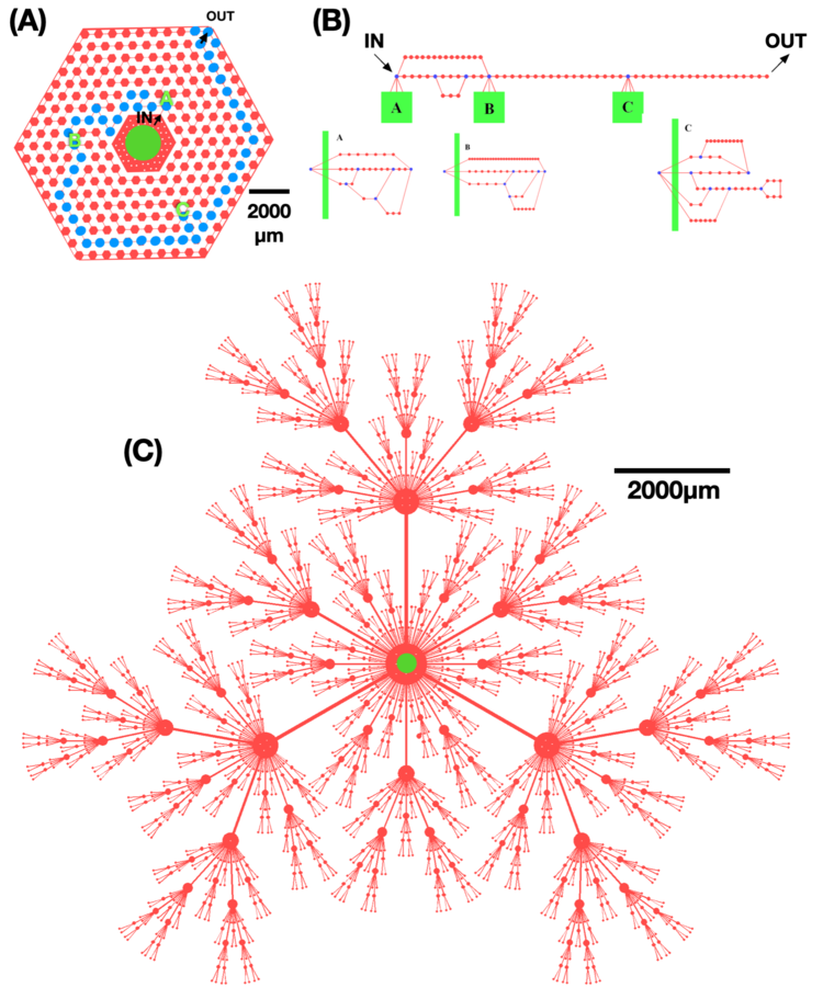 The physical puzzles for bacteria.