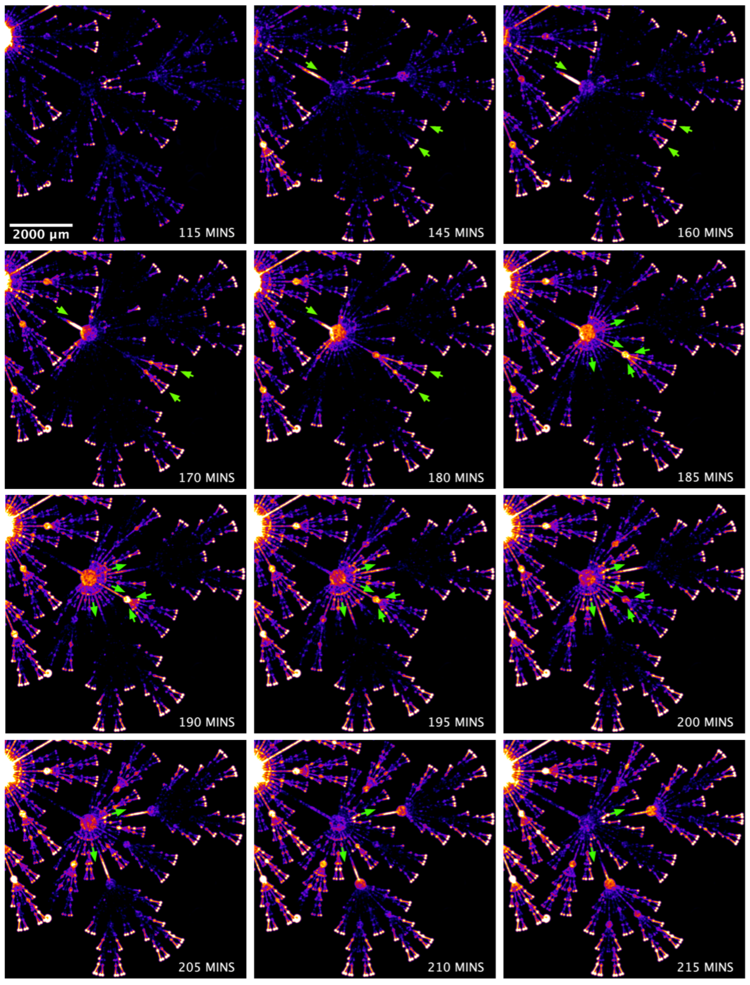 The escape from fractal